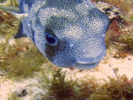 Porcupinefish IMG 9734